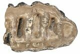 5.3" Partial Southern Mammoth Molar - Hungary - #200769-5